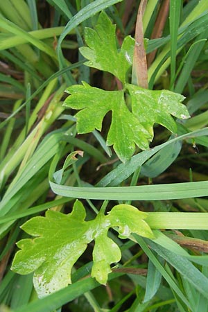 Ranunculus borchers-kolbiae \ Gestielter Gold-Hahnenfu� / Petiolate Goldilocks, D Erding 6.5.2012