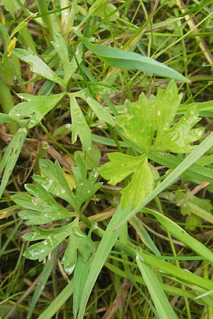 Ranunculus borchers-kolbiae \ Gestielter Gold-Hahnenfu� / Petiolate Goldilocks, D Erding 6.5.2012