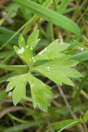 Ranunculus borchers-kolbiae \ Gestielter Gold-Hahnenfu� / Petiolate Goldilocks, D Erding 6.5.2012