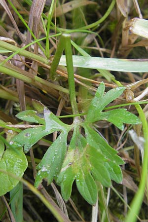 Ranunculus borchers-kolbiae \ Gestielter Gold-Hahnenfu� / Petiolate Goldilocks, D Erding 6.5.2012