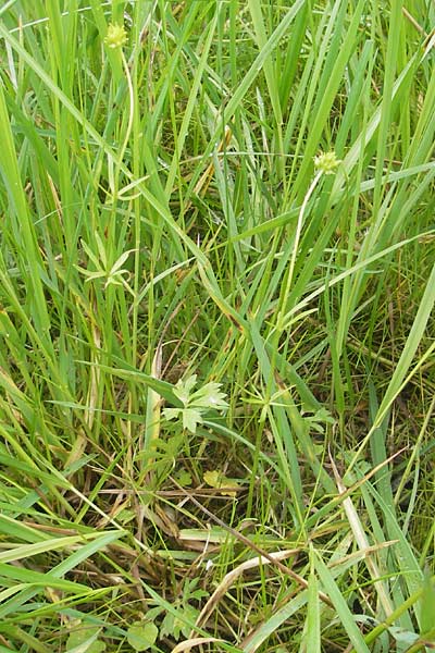 Ranunculus borchers-kolbiae \ Gestielter Gold-Hahnenfu� / Petiolate Goldilocks, D Erding 6.5.2012
