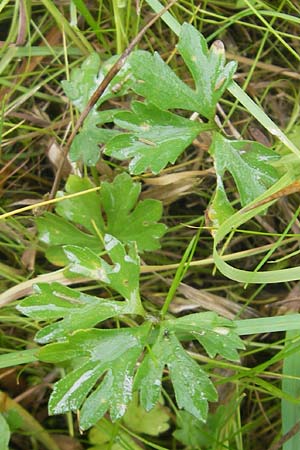 Ranunculus borchers-kolbiae \ Gestielter Gold-Hahnenfu� / Petiolate Goldilocks, D Erding 6.5.2012