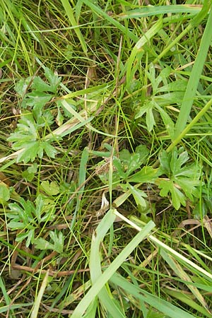 Ranunculus borchers-kolbiae \ Gestielter Gold-Hahnenfu� / Petiolate Goldilocks, D Erding 6.5.2012