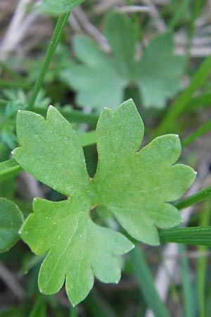 Ranunculus auricomus specI ? \ Gold-Hahnenfu� / Goldilocks, D Pfalz, Speyer 25.5.2012