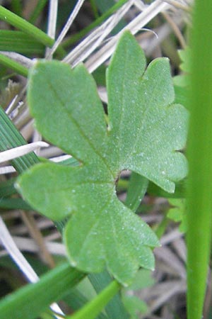 Ranunculus auricomus specI ? \ Gold-Hahnenfu� / Goldilocks, D Pfalz, Speyer 25.5.2012