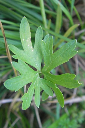 Ranunculus auricomus specI ? \ Gold-Hahnenfu� / Goldilocks, D Pfalz, Speyer 25.5.2012