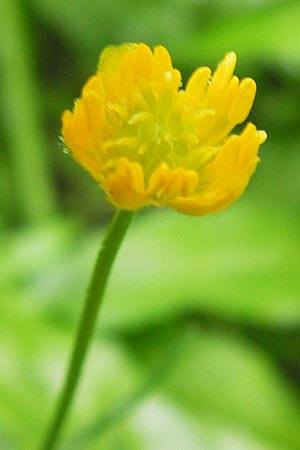 Ranunculus biclaterae \ Drei-Frauen-Goldhahnenfu / Three Women Goldilocks, D Röthlein 5.5.2013