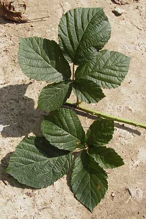 Rubus baruthicus \ Bayreuther Haselblatt-Brombeere / Bayreuth Bramble, D Odenwald, Nieder-Liebersbach 28.8.2013