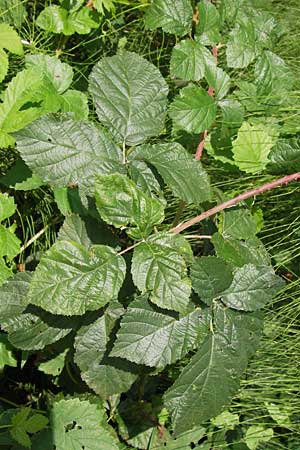 Rubus baruthicus \ Bayreuther Haselblatt-Brombeere / Bayreuth Bramble, D Odenwald, Nieder-Liebersbach 28.8.2013