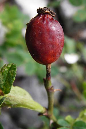 Rosa balsamica \ Flaum-Rose, Stumpfblttrige Rose / Round-Leaved Dog Rose, D Lampertheim 12.5.2014