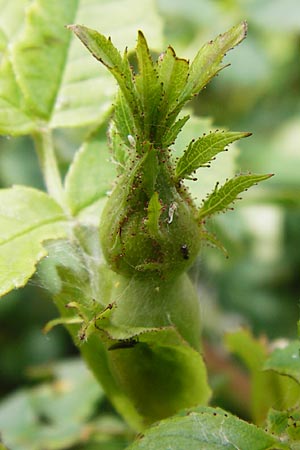 Rosa balsamica \ Flaum-Rose, Stumpfblttrige Rose / Round-Leaved Dog Rose, D Lampertheim 12.5.2014