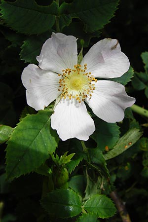 Rosa balsamica \ Flaum-Rose, Stumpfblttrige Rose / Round-Leaved Dog Rose, D Lampertheim 12.5.2014