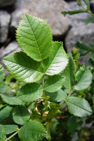 Rosa balsamica \ Flaum-Rose, Stumpfblttrige Rose / Round-Leaved Dog Rose, D Lampertheim 12.5.2014