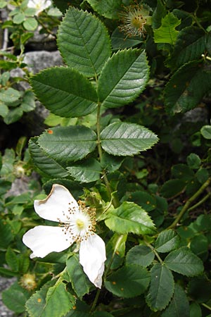 Rosa balsamica \ Flaum-Rose, Stumpfblttrige Rose / Round-Leaved Dog Rose, D Lampertheim 12.5.2014