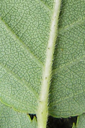 Rosa balsamica \ Flaum-Rose, Stumpfblttrige Rose / Round-Leaved Dog Rose, D Lampertheim 12.5.2014