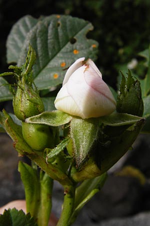 Rosa balsamica \ Flaum-Rose, Stumpfblttrige Rose / Round-Leaved Dog Rose, D Lampertheim 12.5.2014