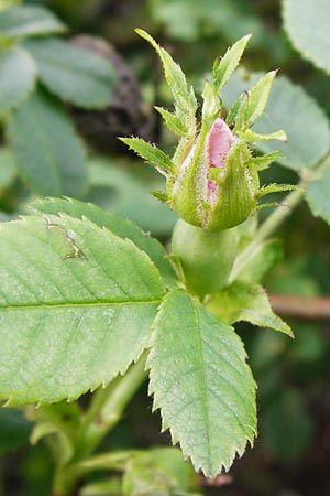 Rosa balsamica \ Flaum-Rose, Stumpfblttrige Rose / Round-Leaved Dog Rose, D Lampertheim 12.5.2014