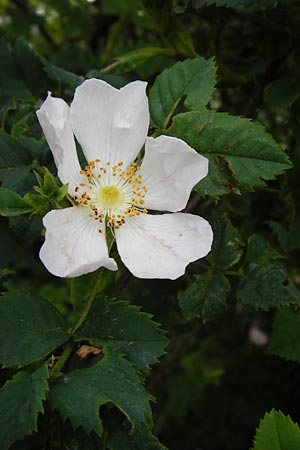 Rosa balsamica \ Flaum-Rose, Stumpfblttrige Rose / Round-Leaved Dog Rose, D Lampertheim 12.5.2014