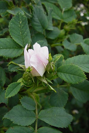 Rosa balsamica \ Flaum-Rose, Stumpfblttrige Rose / Round-Leaved Dog Rose, D Lampertheim 12.5.2014