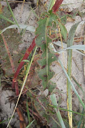 Rumex crispus \ Krauser Ampfer / Curled Dock, D Fehmarn 4.8.2009
