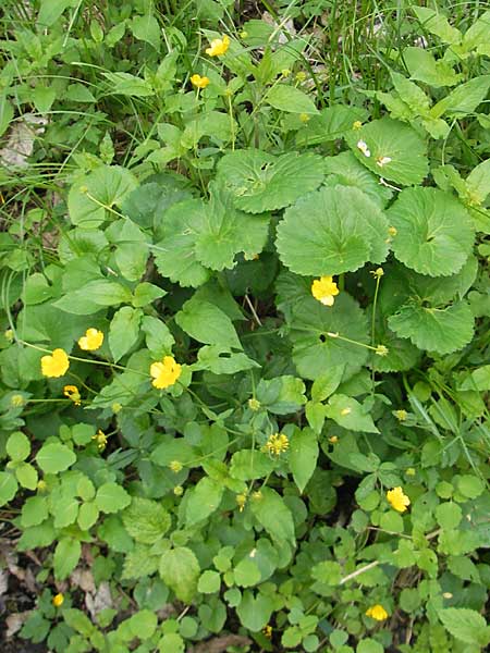 Ranunculus cassubicifolius \ Falscher Kaschuben-Gold-Hahnenfu� / Kashube-Leaved Goldilocks, D Erkheim 8.5.2010