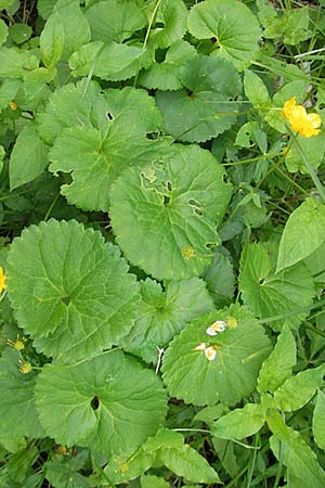 Ranunculus cassubicifolius \ Falscher Kaschuben-Gold-Hahnenfu� / Kashube-Leaved Goldilocks, D Erkheim 8.5.2010