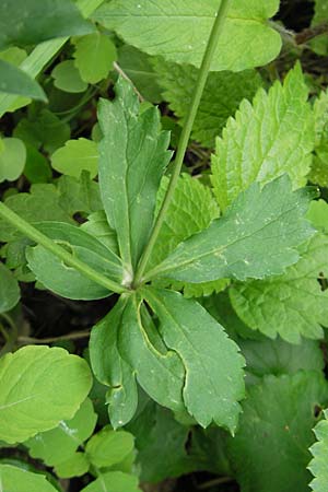 Ranunculus cassubicifolius \ Falscher Kaschuben-Gold-Hahnenfu� / Kashube-Leaved Goldilocks, D Erkheim 8.5.2010