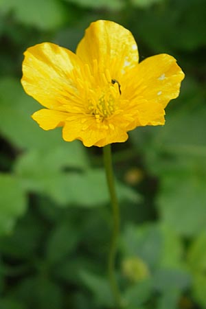 Ranunculus cassubicifolius \ Falscher Kaschuben-Gold-Hahnenfu� / Kashube-Leaved Goldilocks, D Erkheim 8.5.2010