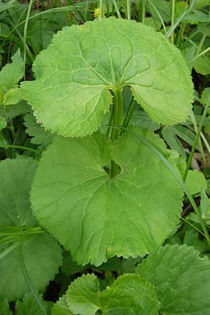 Ranunculus cassubicifolius \ Falscher Kaschuben-Gold-Hahnenfu� / Kashube-Leaved Goldilocks, D Erkheim 8.5.2010