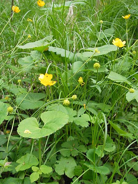 Ranunculus cassubicifolius \ Falscher Kaschuben-Gold-Hahnenfu� / Kashube-Leaved Goldilocks, D Erkheim 8.5.2010