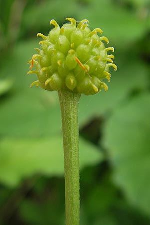 Ranunculus cassubicifolius \ Falscher Kaschuben-Gold-Hahnenfu� / Kashube-Leaved Goldilocks, D Erkheim 8.5.2010