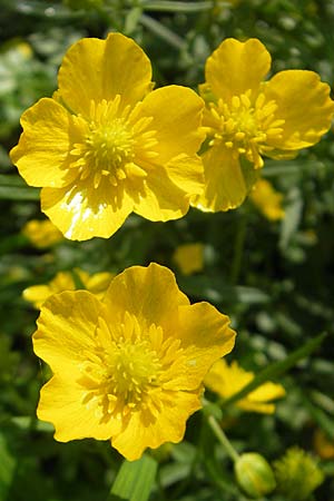 Ranunculus chrysoleptos, Fine-Leaved Goldilocks Ranunculus chrysoleptos, Fine-Leaved Goldilocks