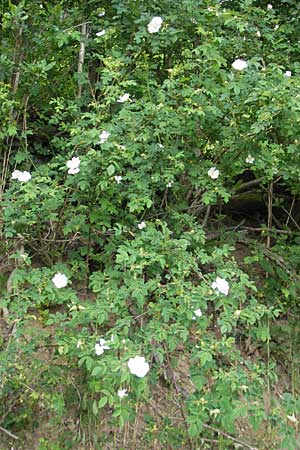 Rosa corymbifera \ Hecken-Rose / Thicket Dog Rose, D Heppenheim 11.5.2011
