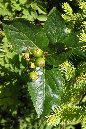 Rhamnus cathartica \ Purgier-Kreuzdorn, Echter Kreuzdorn / Buckthorn, D Immenstadt 21.6.2011