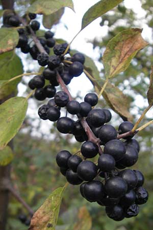 Rhamnus cathartica \ Purgier-Kreuzdorn, Echter Kreuzdorn / Buckthorn, D Waghäusel 8.10.2011