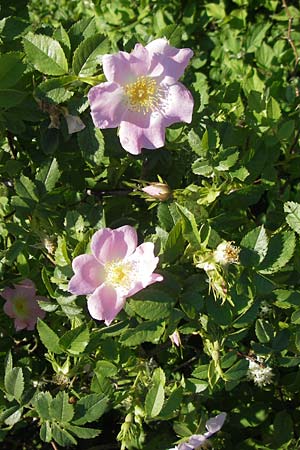Rosa canina \ Hunds-Rose / Dog Rose, Wild Briar, D Rheinhessen, Jugenheim 24.5.2012