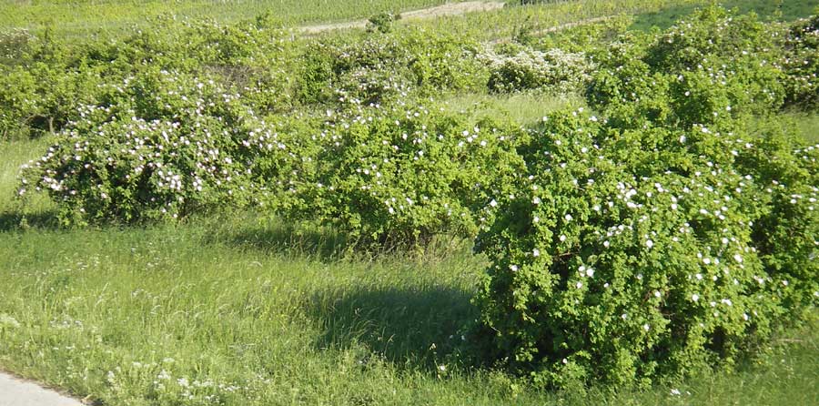 Rosa canina \ Hunds-Rose / Dog Rose, Wild Briar, D Rheinhessen, Jugenheim 24.5.2012