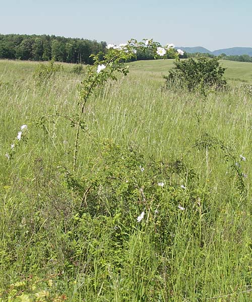 Rosa canina \ Hunds-Rose / Dog Rose, Wild Briar, D Pfalz, Landau 26.5.2012
