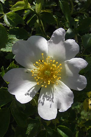 Rosa canina \ Hunds-Rose / Dog Rose, Wild Briar, D Pfalz, Landau 29.5.2012