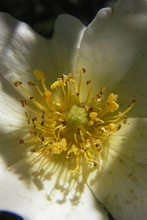 Rosa canina \ Hunds-Rose / Dog Rose, Wild Briar, D Pfalz, Landau 29.5.2012