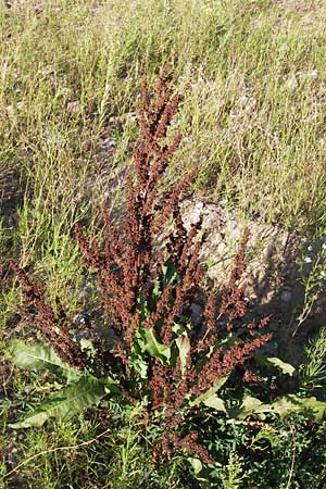 Rumex crispus \ Krauser Ampfer / Curled Dock, D Heidelberg 22.8.2012