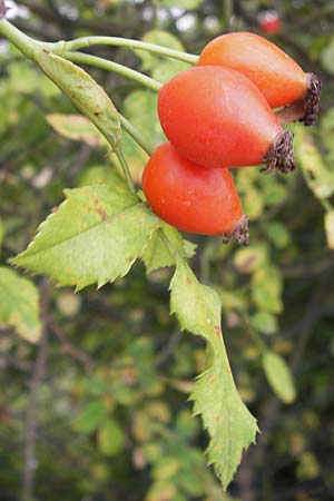 Rosa canina \ Hunds-Rose / Dog Rose, Wild Briar, D Rheinhessen, Jugenheim 28.8.2012