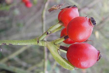 Rosa canina \ Hunds-Rose / Dog Rose, Wild Briar, D Rheinhessen, Jugenheim 28.8.2012