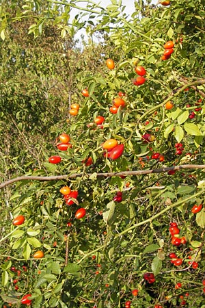 Rosa canina \ Hunds-Rose / Dog Rose, Wild Briar, D Rheinhessen, Jugenheim 28.8.2012