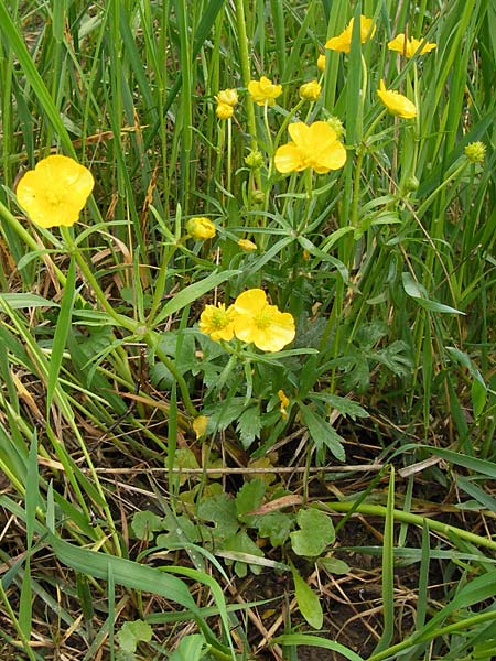 Ranunculus ferocior \ Ungest&uuml;mer Gold-Hahnenfu� / Impetuous Goldilocks, D Werneck 4.5.2013