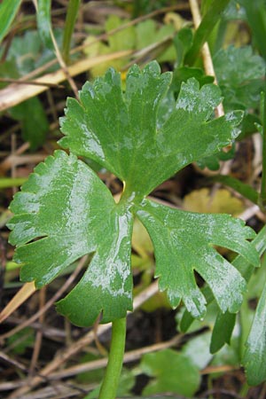 Ranunculus ferocior \ Ungest&uuml;mer Gold-Hahnenfu� / Impetuous Goldilocks, D Werneck 4.5.2013