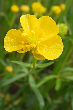 Ranunculus ferocior \ Ungest&uuml;mer Gold-Hahnenfu� / Impetuous Goldilocks, D Werneck 4.5.2013