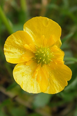 Ranunculus ferocior \ Ungest&uuml;mer Gold-Hahnenfu� / Impetuous Goldilocks, D Werneck 4.5.2013