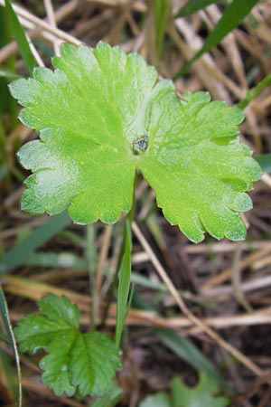 Ranunculus ferocior \ Ungest&uuml;mer Gold-Hahnenfu� / Impetuous Goldilocks, D Werneck 4.5.2013