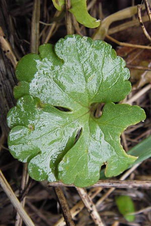 Ranunculus ferocior \ Ungest&uuml;mer Gold-Hahnenfu� / Impetuous Goldilocks, D Werneck 4.5.2013